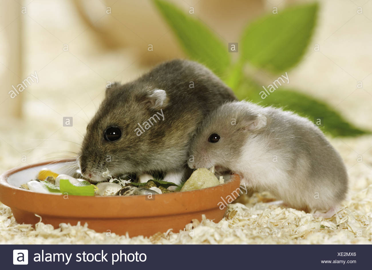 hungarian dwarf hamster