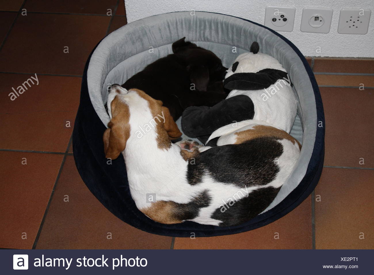 dog bed for 2 dogs