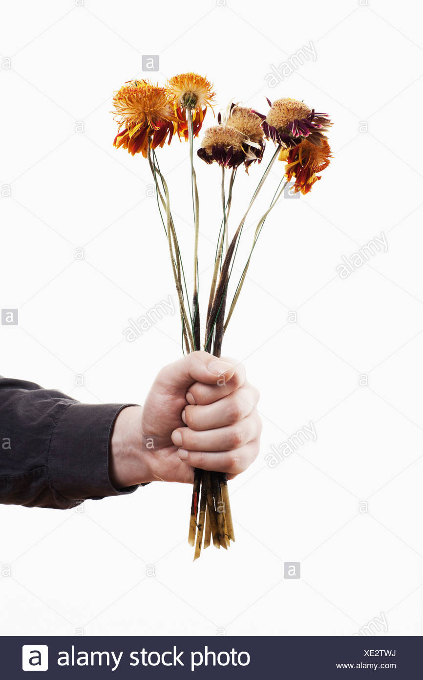 Wilted Plant Stock Photos & Wilted Plant Stock Images Alamy