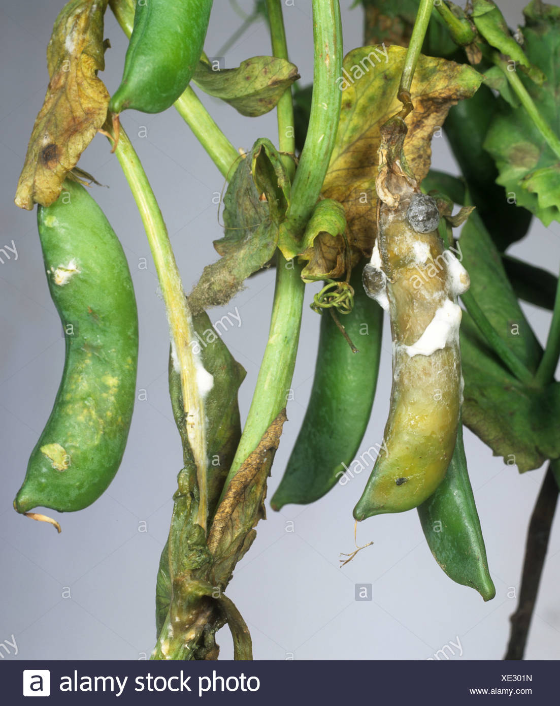 Sclerotinia Sclerotiorum Stock Photos & Sclerotinia Sclerotiorum Stock ...