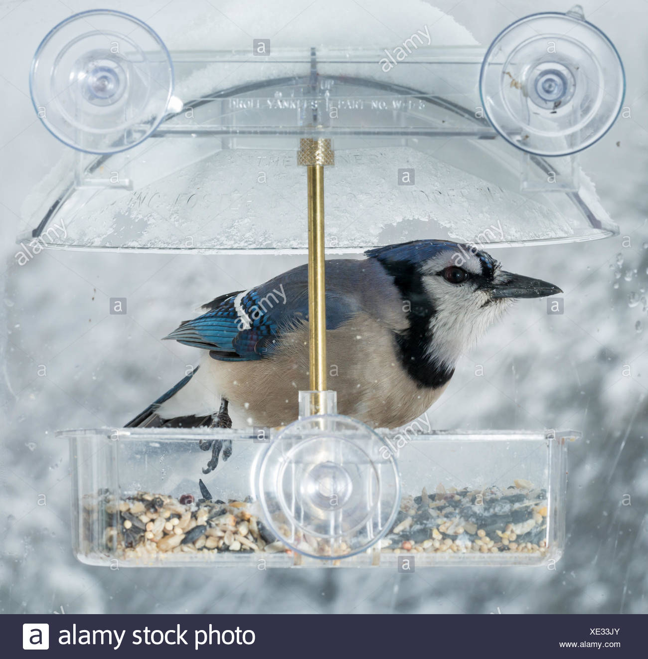 Blue Jay In Window Bird Feeder Stock Photo 284039811 Alamy