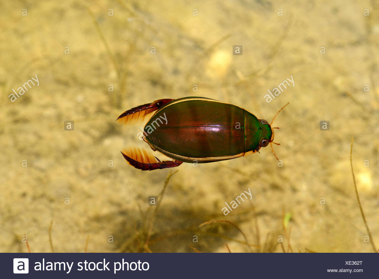Great Diving Beetle Dytiscus Marginalis Beetle Swimming Under Water Germany Stock Photo Alamy