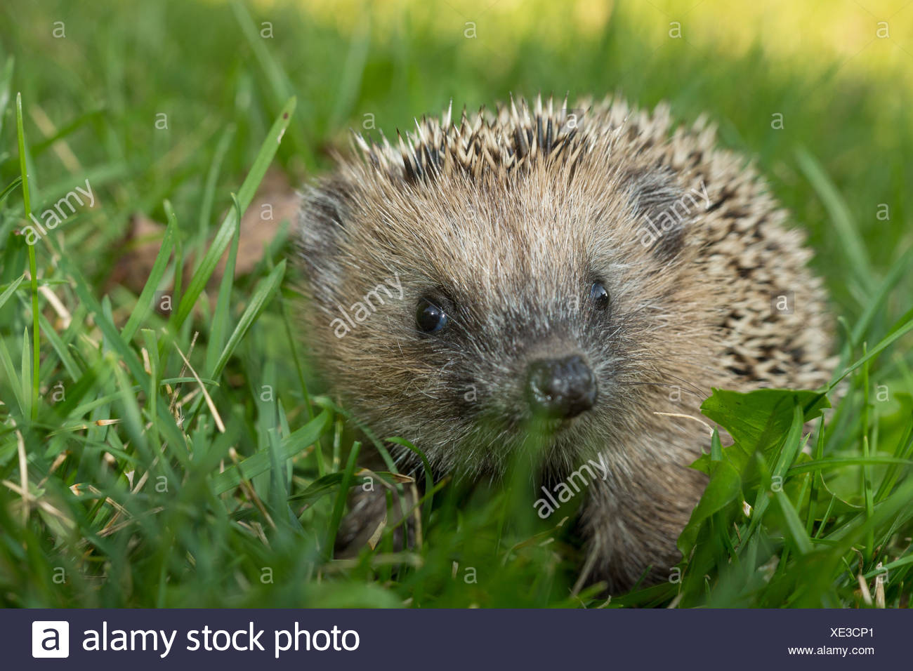 Igel Garten High Resolution Stock Photography and Images Alamy