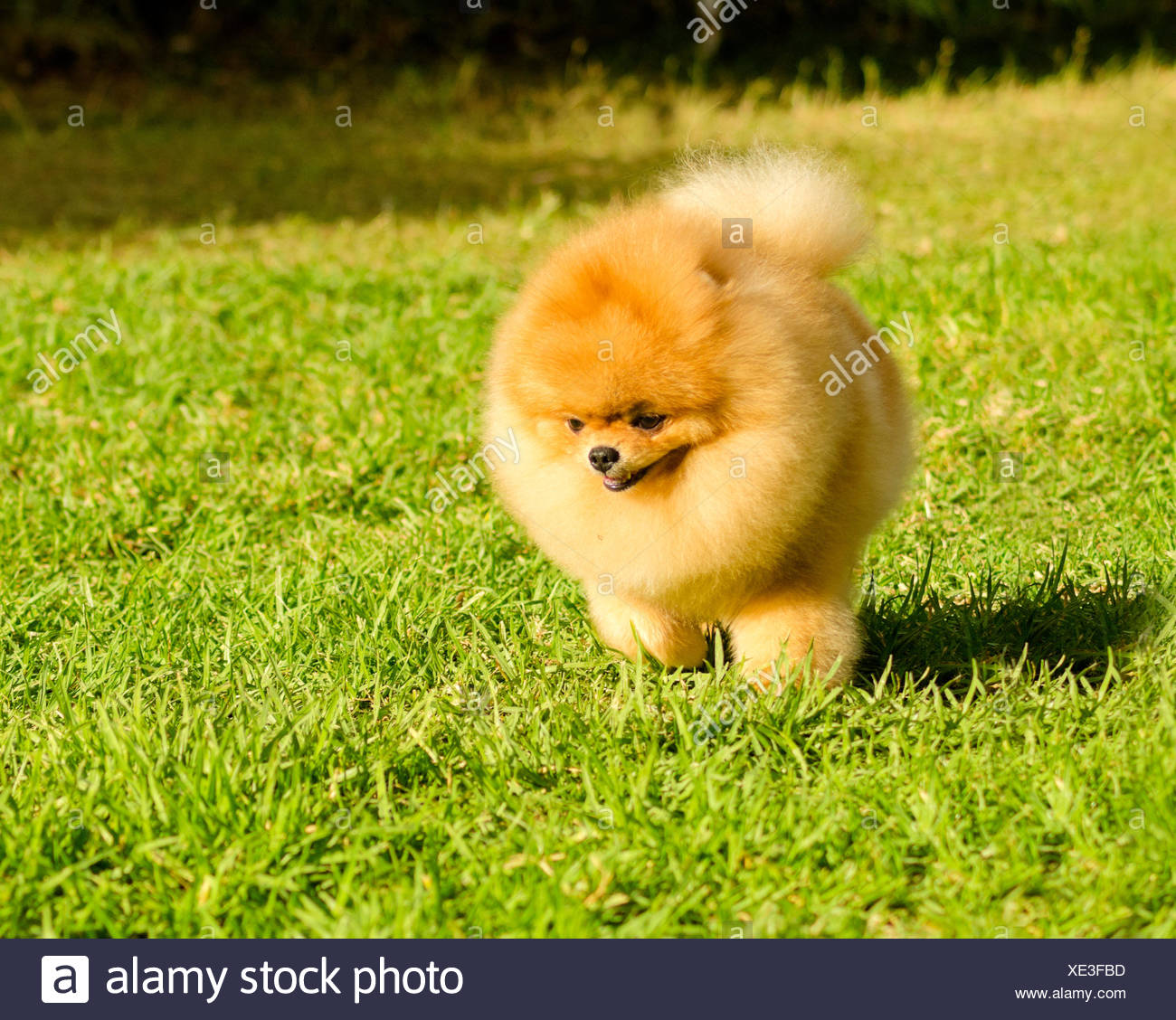 small orange dog