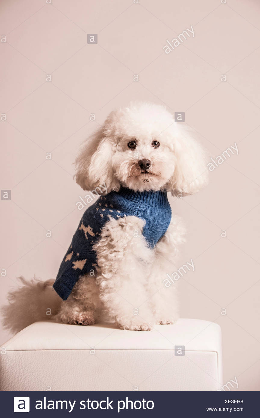 toy poodle sweaters