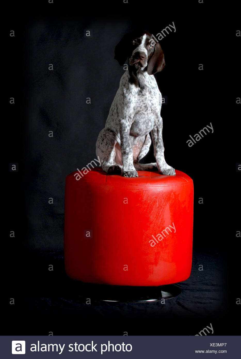 German Shorthaired Pointer Puppy Sitting On Red Stool On Black
