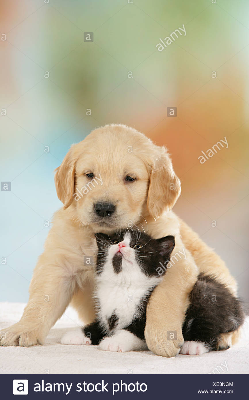 Animal Friendship Golden Retriever Puppy And British Shorthair