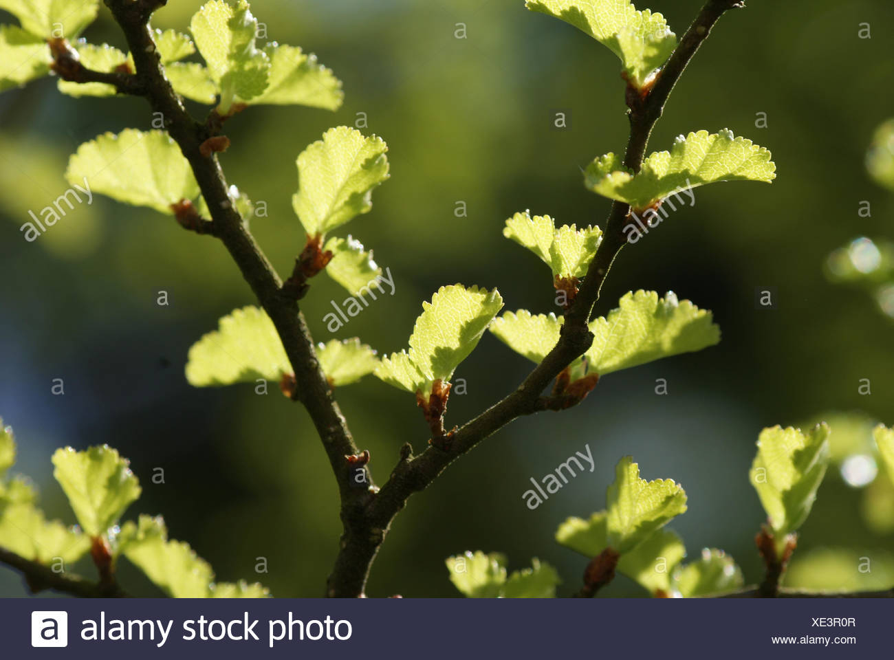 Southern Beech Leaves High Resolution Stock Photography and Images - Alamy