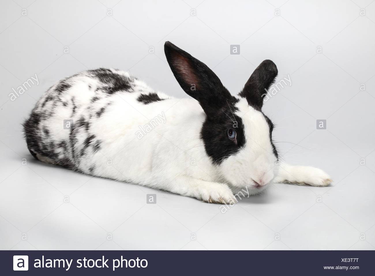 Black Rabbit And White Rabbits Stock Photos & Black Rabbit And White ...