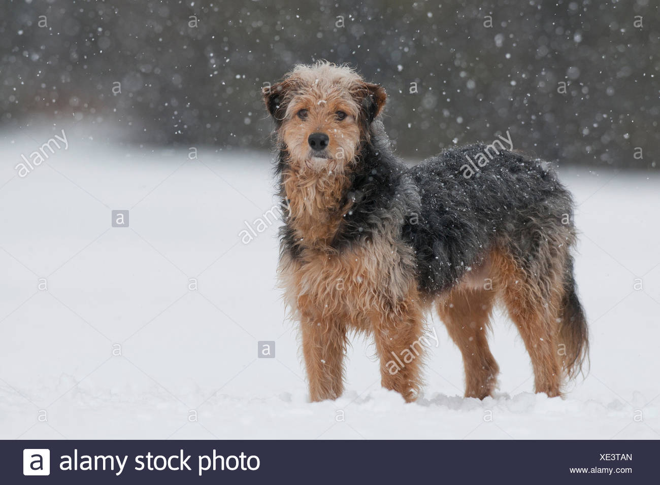 Bosnian Coarse Haired Hound Mongrel Standing In The Snow Stock Photo Alamy