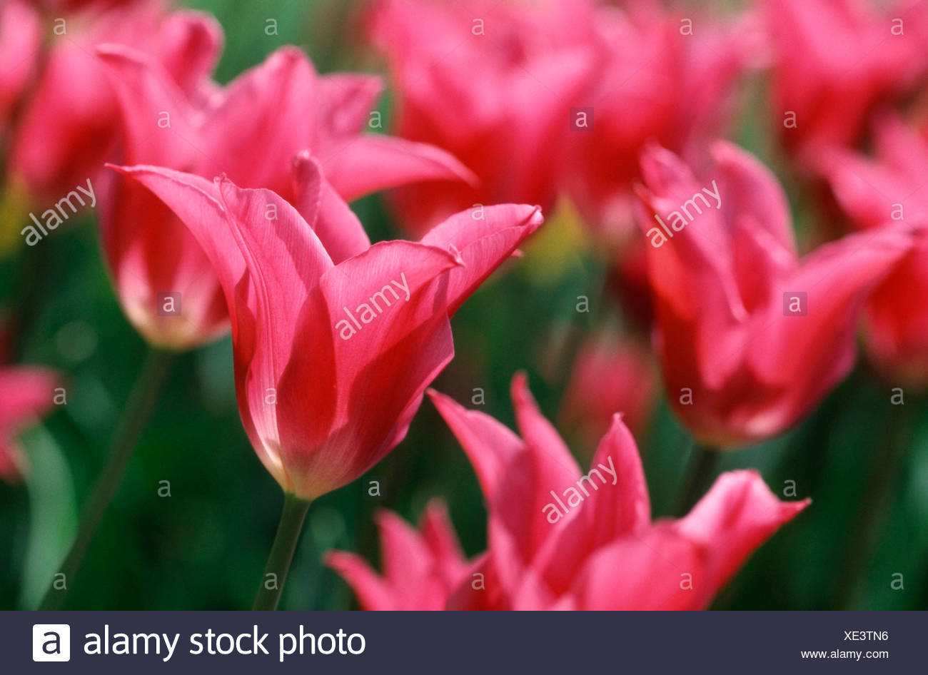 Tulips Tulpen Pflanzen Plants Blumen Flowers Liliengewaechse