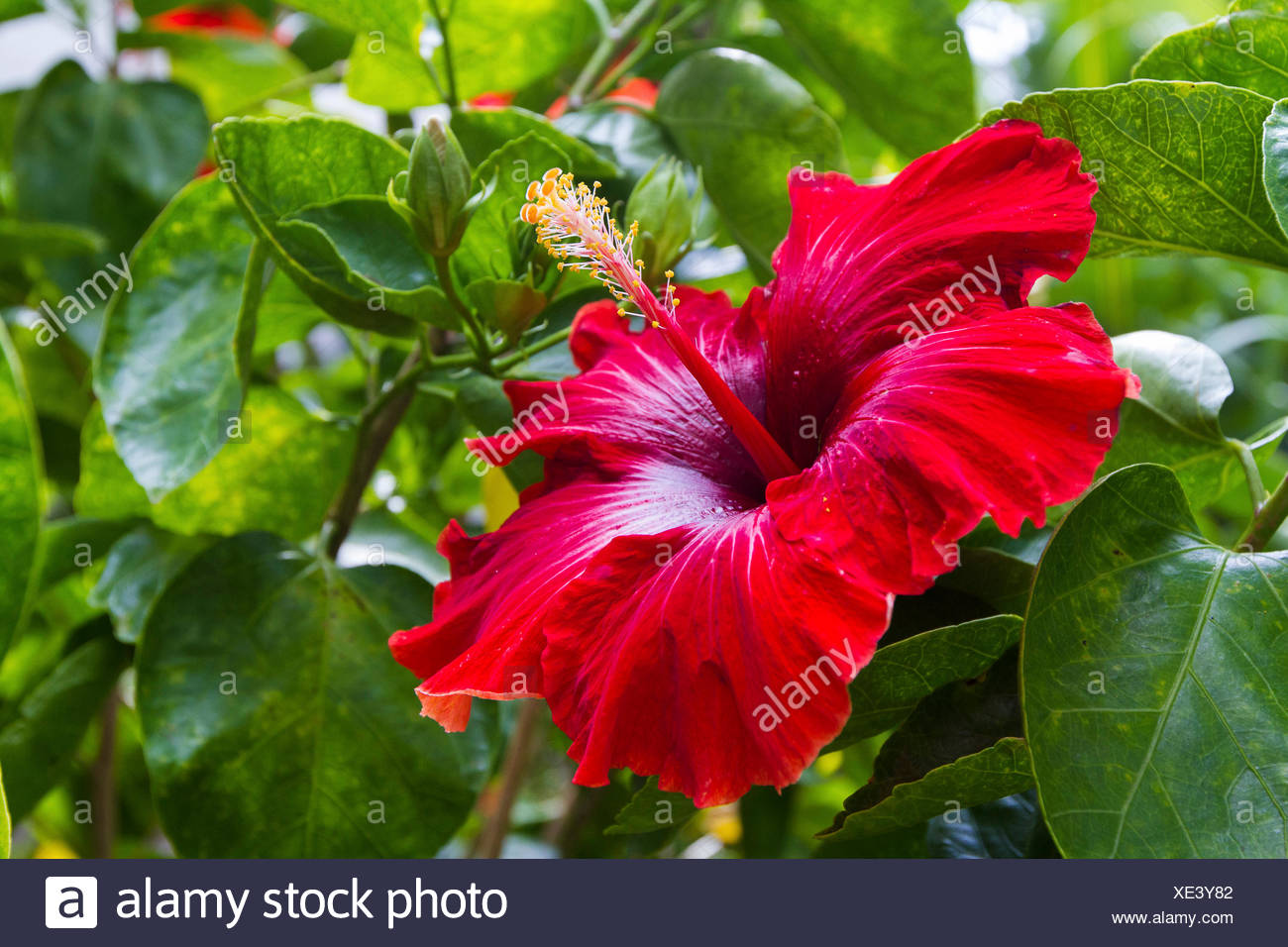Chinese Hibiscus Flower High Resolution Stock Photography and Images