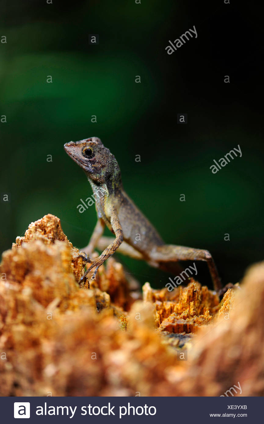 Sri Lankan Kangaroo Lizard Otocryptis Wiegmanni Stock 