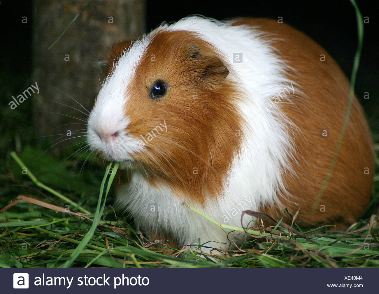 english guinea pig