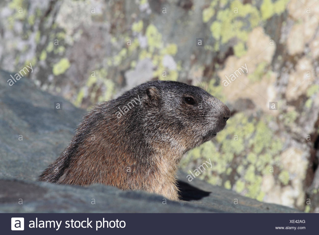 Groundhog Stock Photos &amp; Groundhog Stock Images Alamy