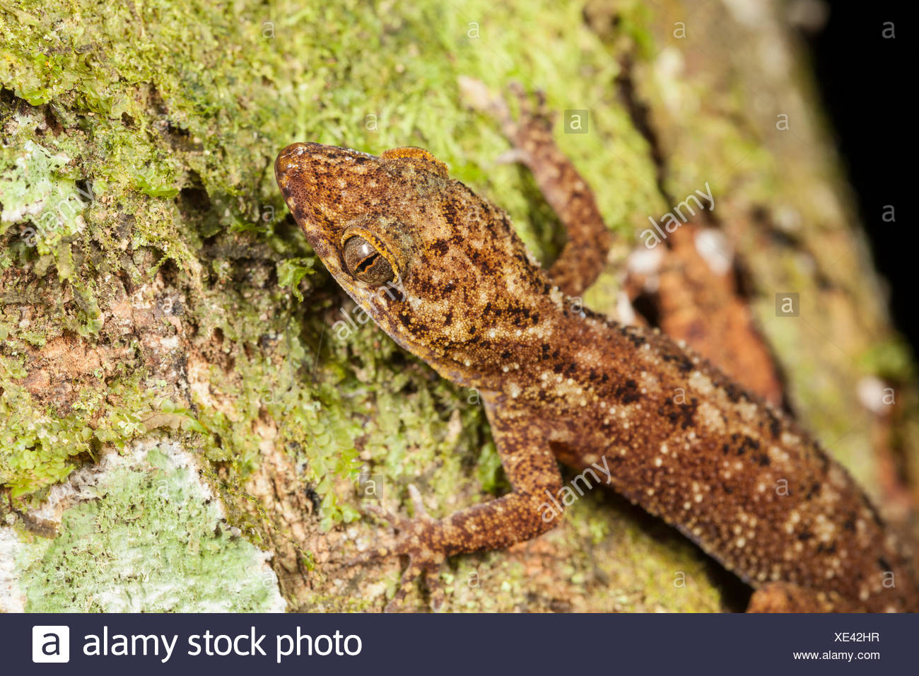 Bark Gecko Stock Photos & Bark Gecko Stock Images Alamy