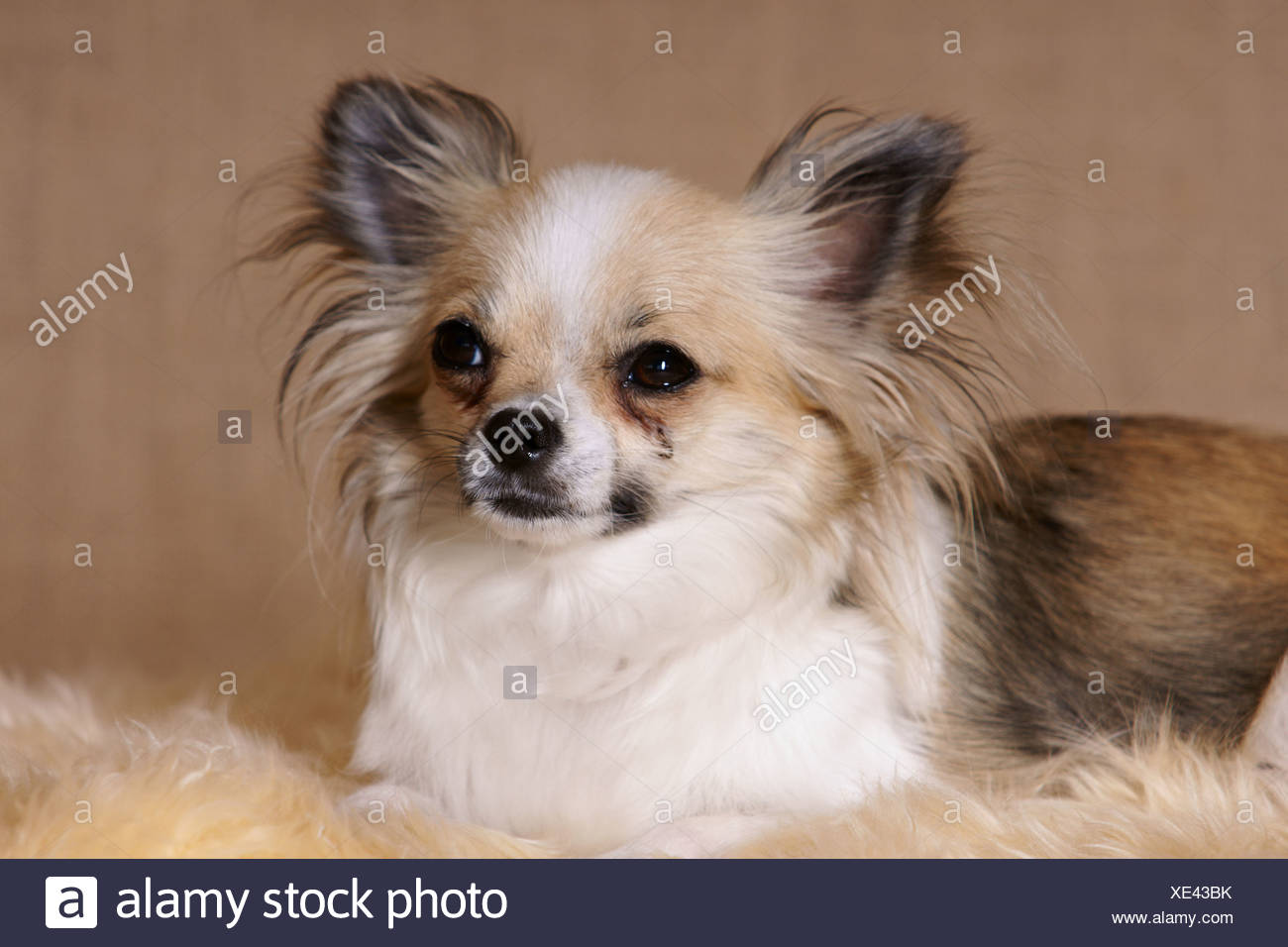 Longhaired Chihuahua Stock Photo 284061559 Alamy