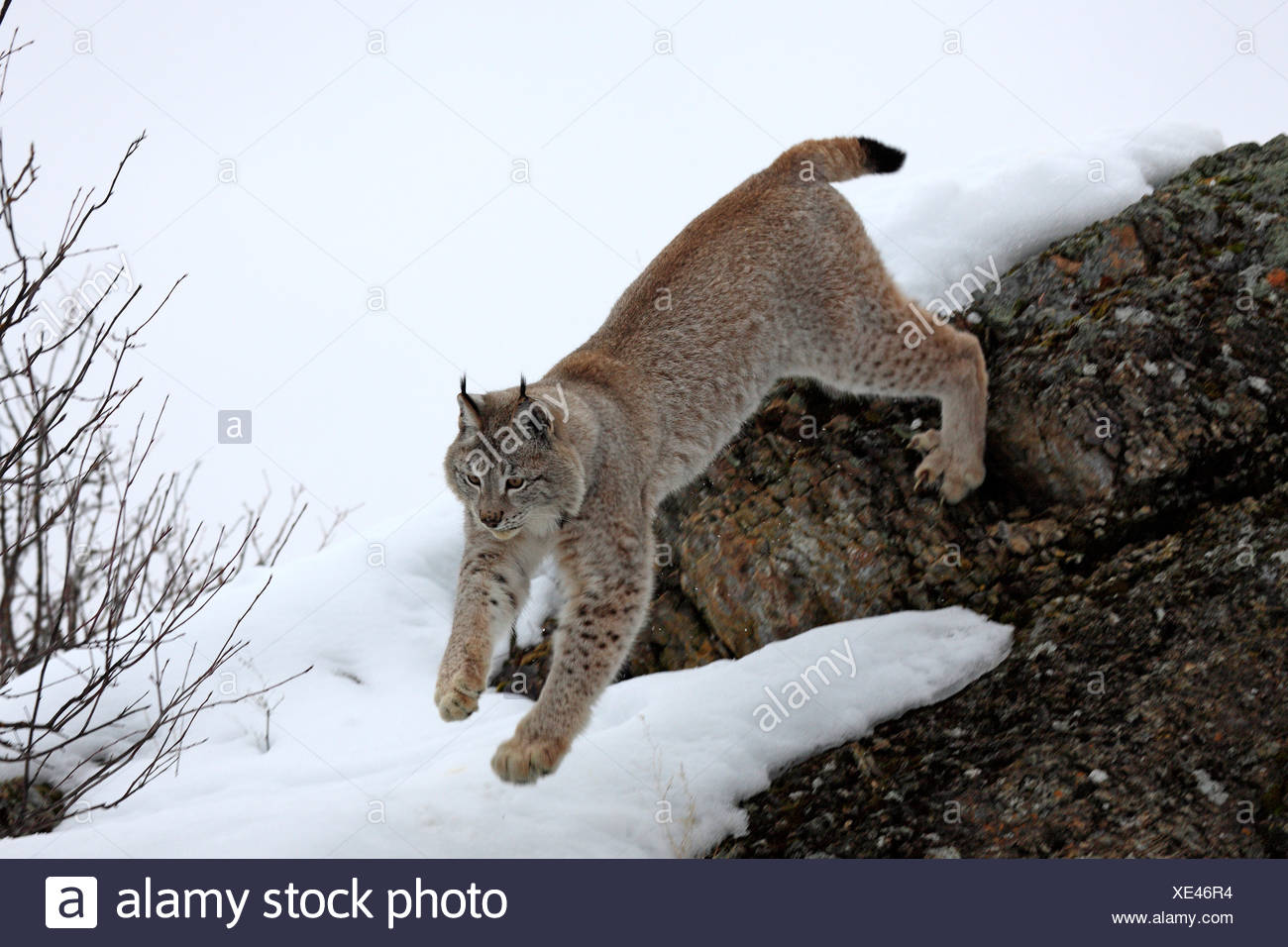 Eurasian Lynx Lynx Lynx Hunting High Resolution Stock Photography And Eurasian Lynx Lynx Lynx Hunting High Resolution Stock Photography And