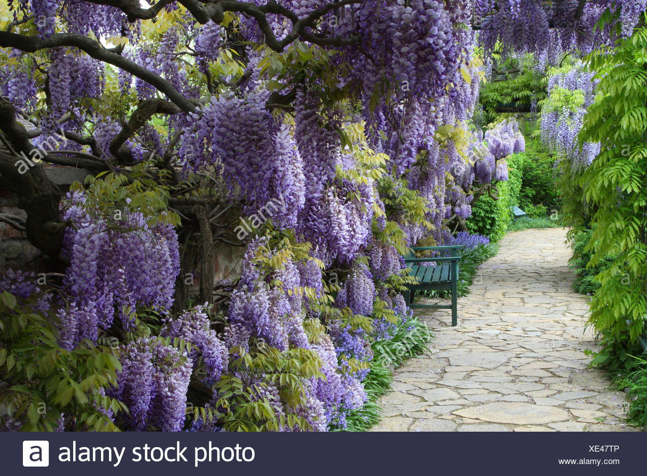 Chinese Wisteria Wisteria Sinensis Blooming With A Garden Bench