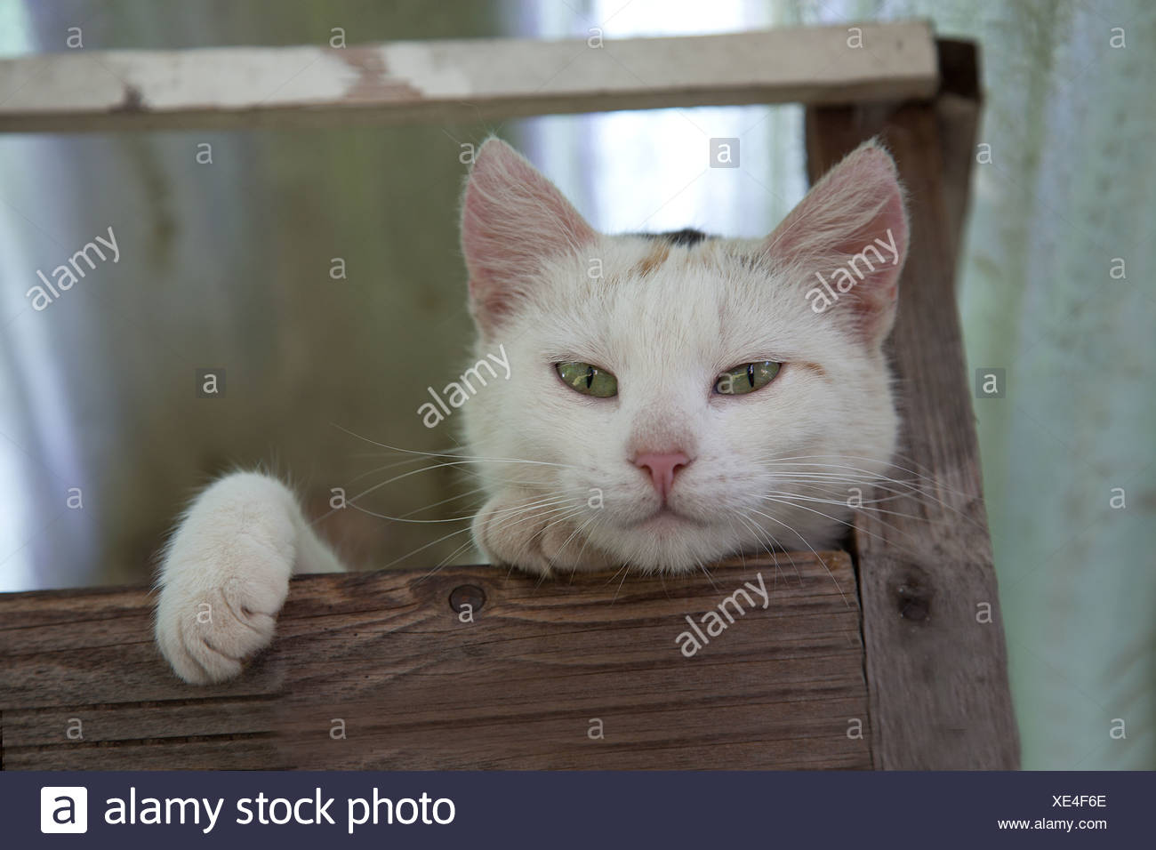 Domestic Cat Looking Out Of A Bird Feeder Stock Photo 284070822