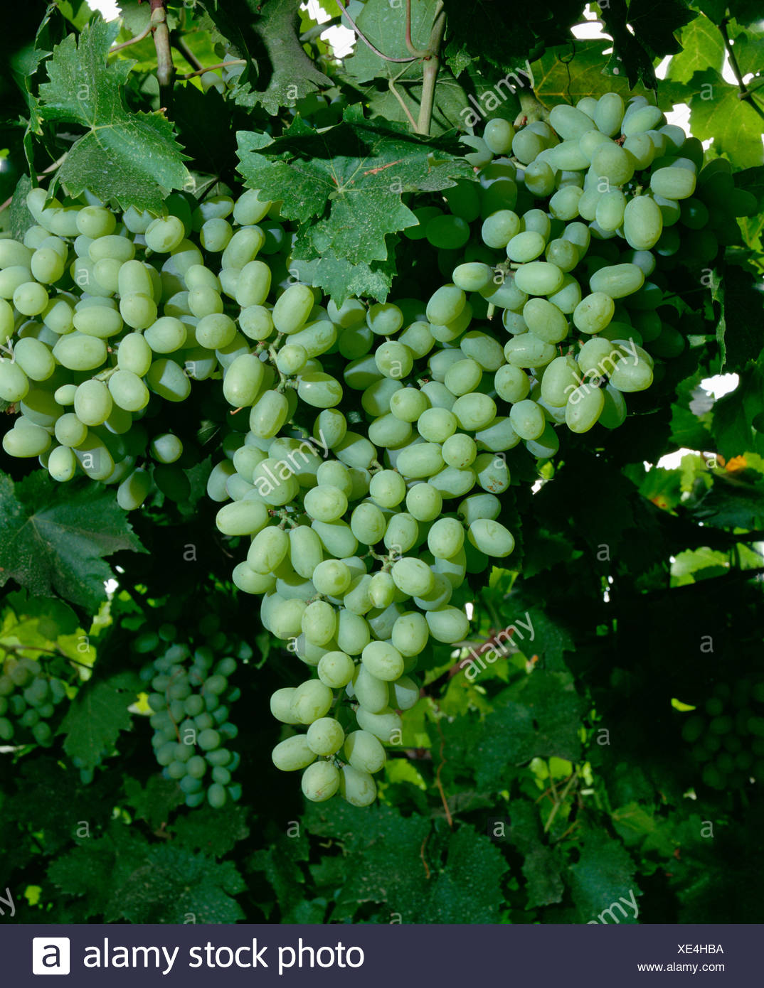 Thompson Seedless Table Grapes High Resolution Stock Photography and Images Alamy