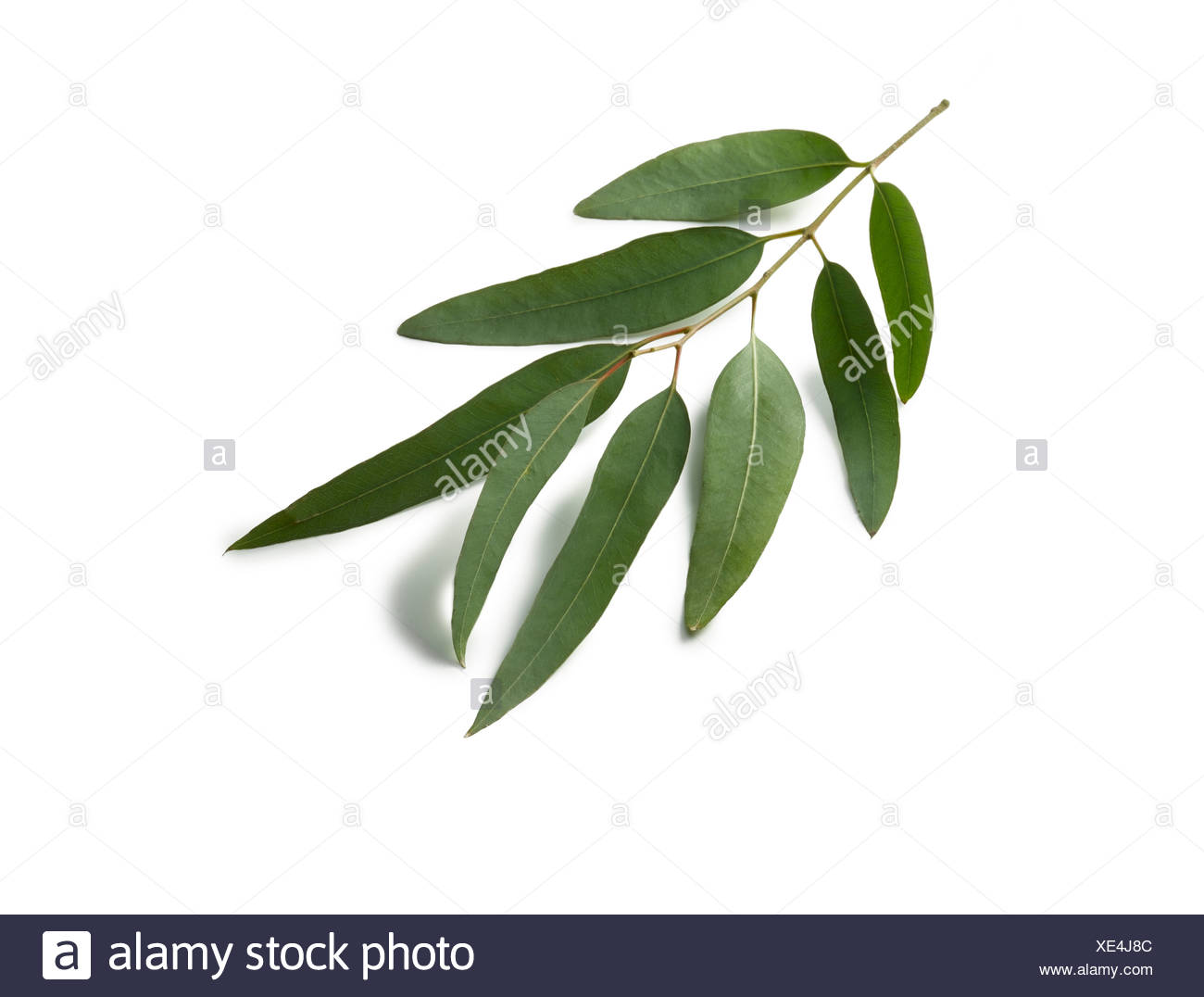 Eucalyptus Gunnii High Resolution Stock Photography and Images Alamy