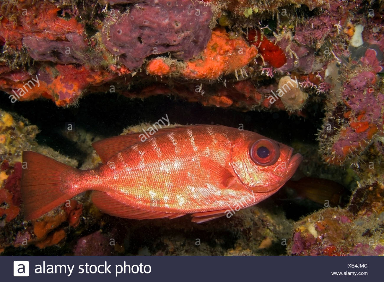 Glasseye Fish Stock Photos & Glasseye Fish Stock Images Alamy