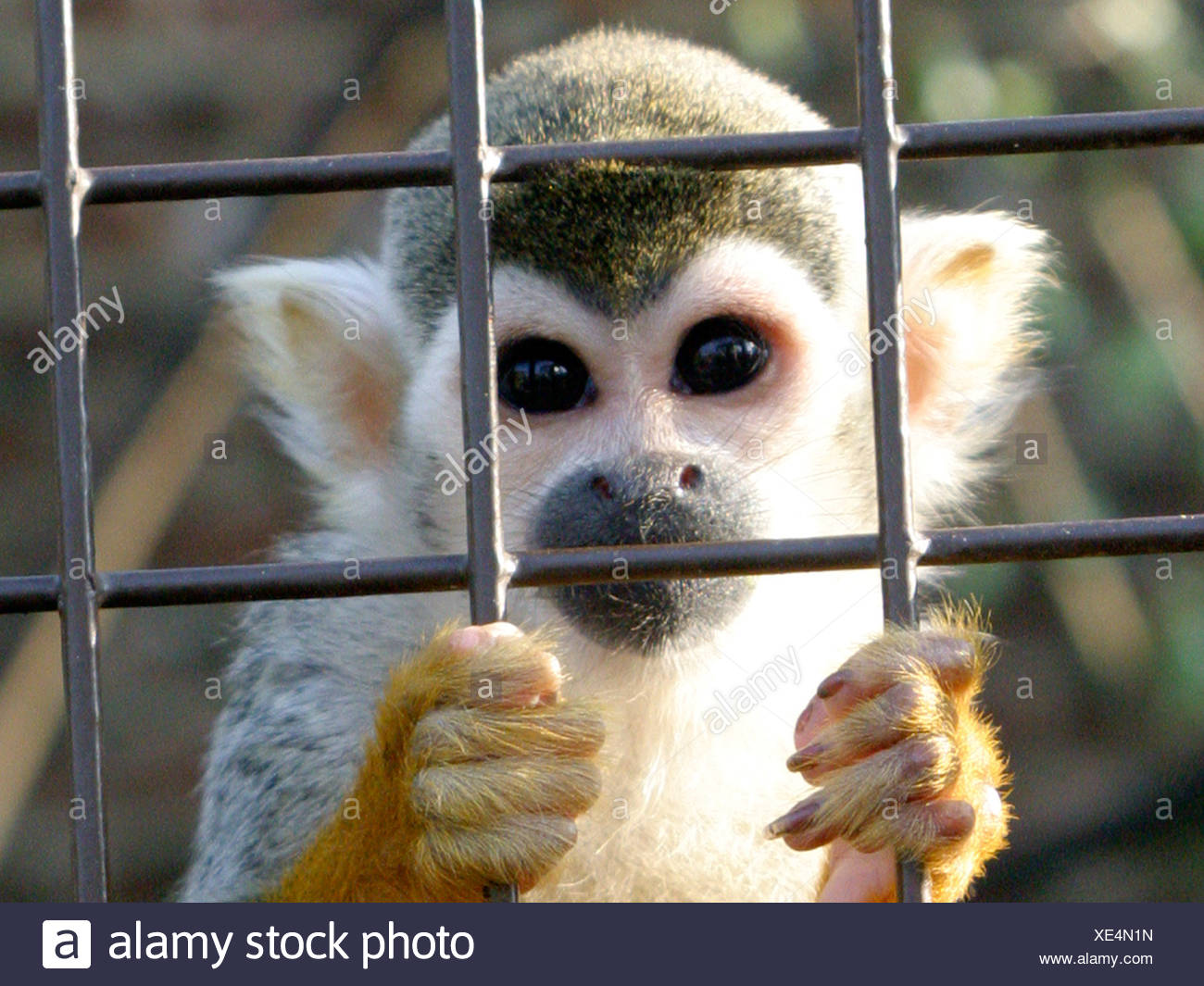 A squirrel monkey in a caged, looking out from behind bars. Stock Photo
