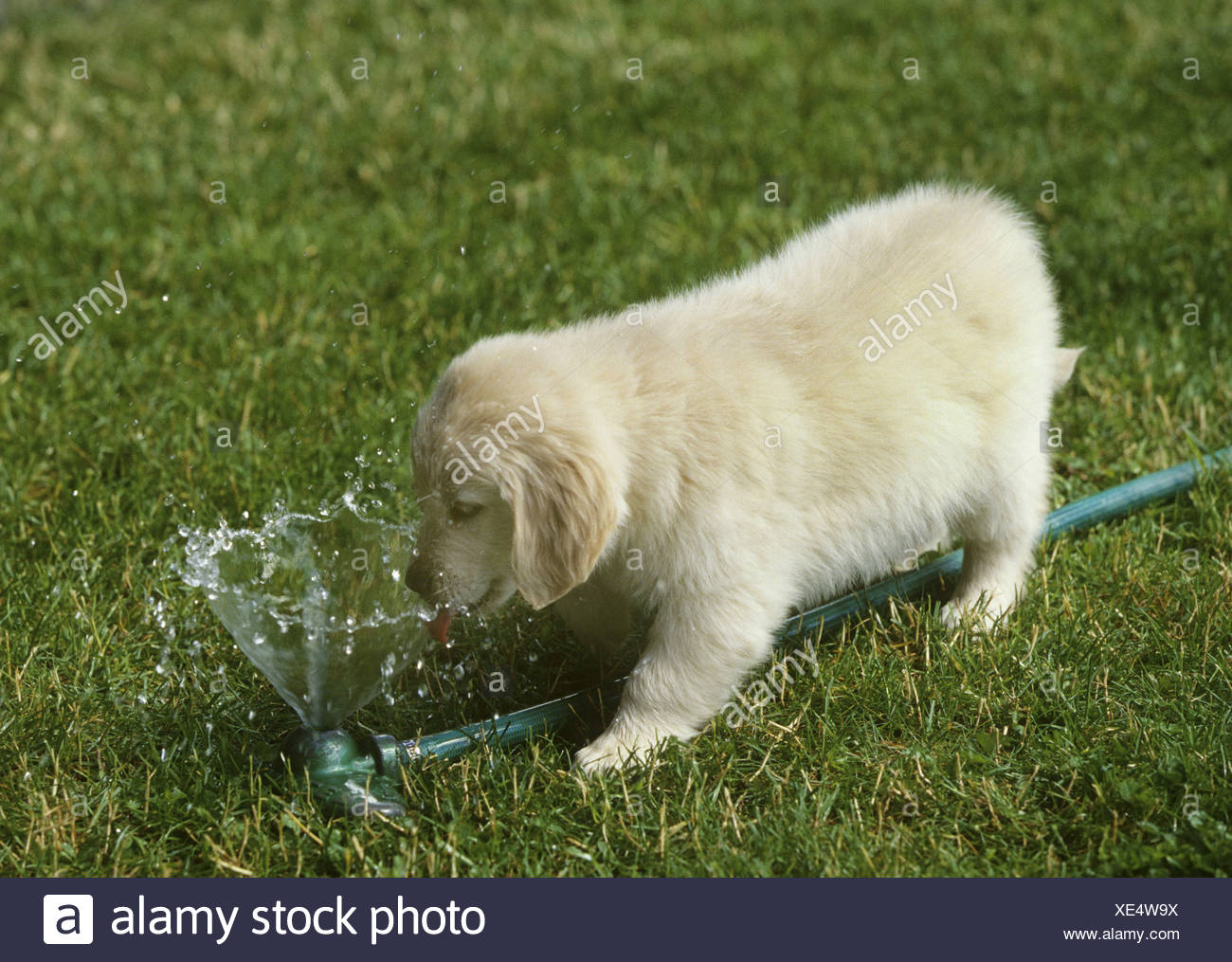 puppy over drinking water
