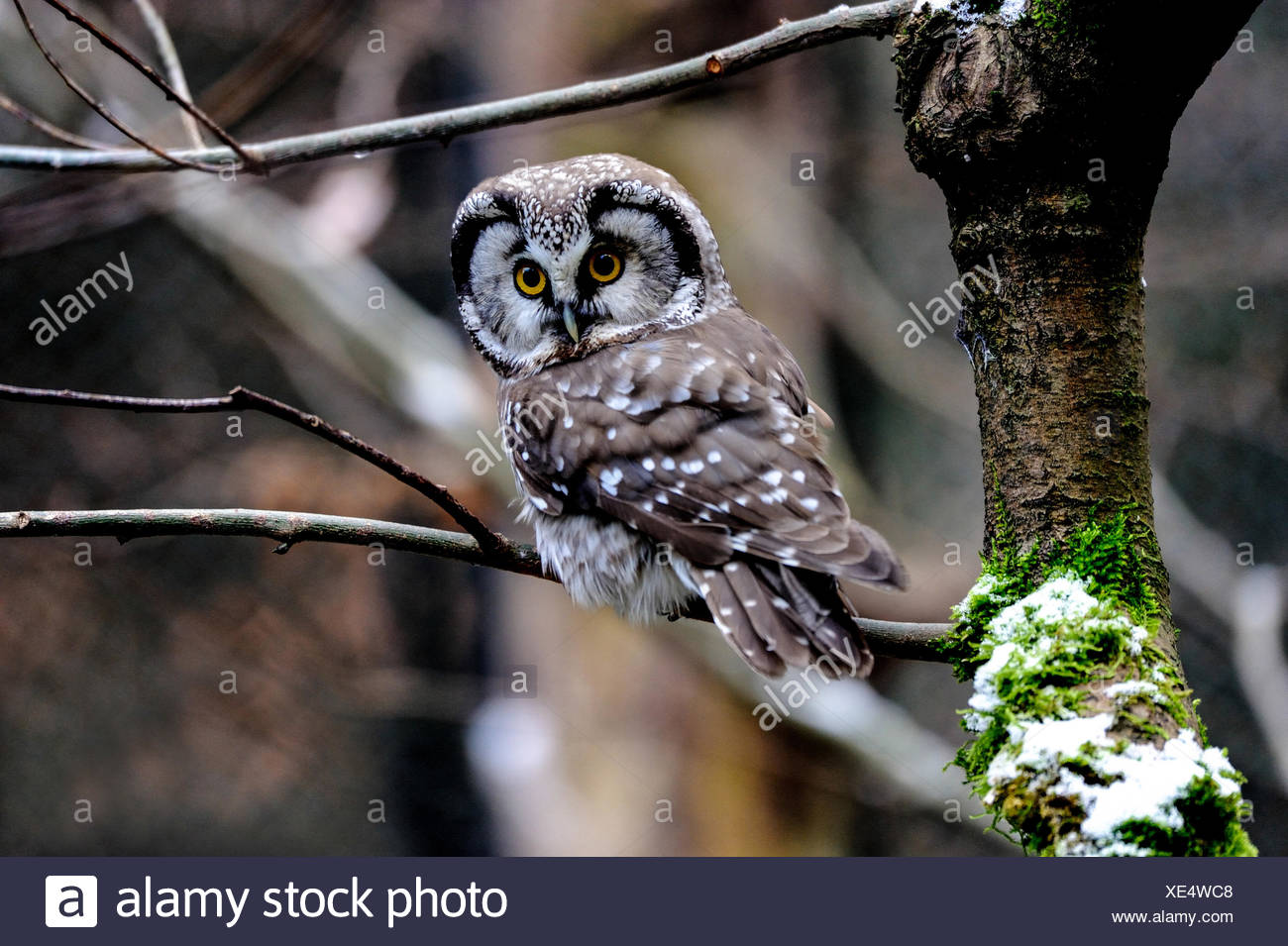 night bird screech night bird screech