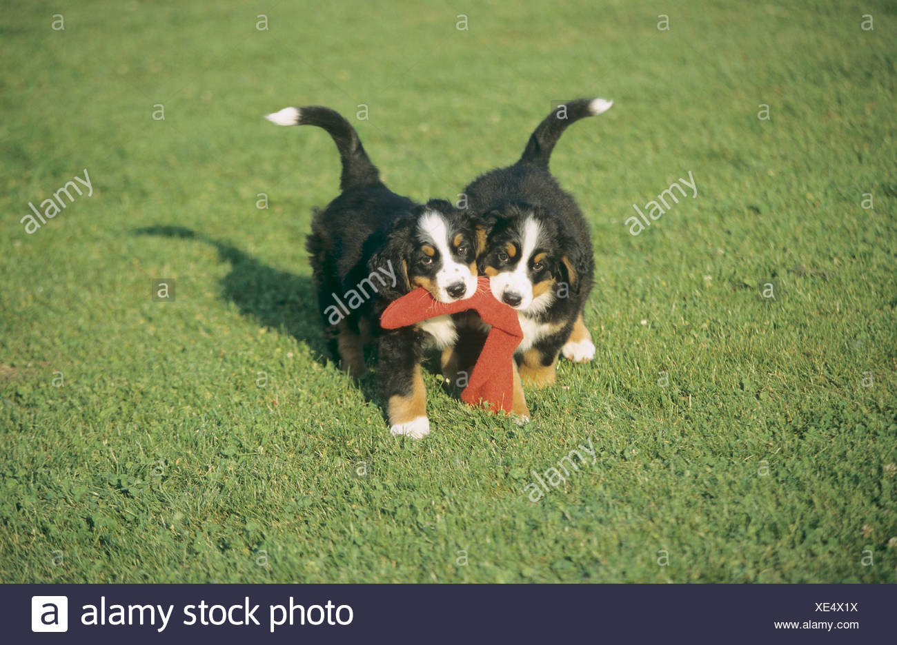 bernese mountain dog puppy biting