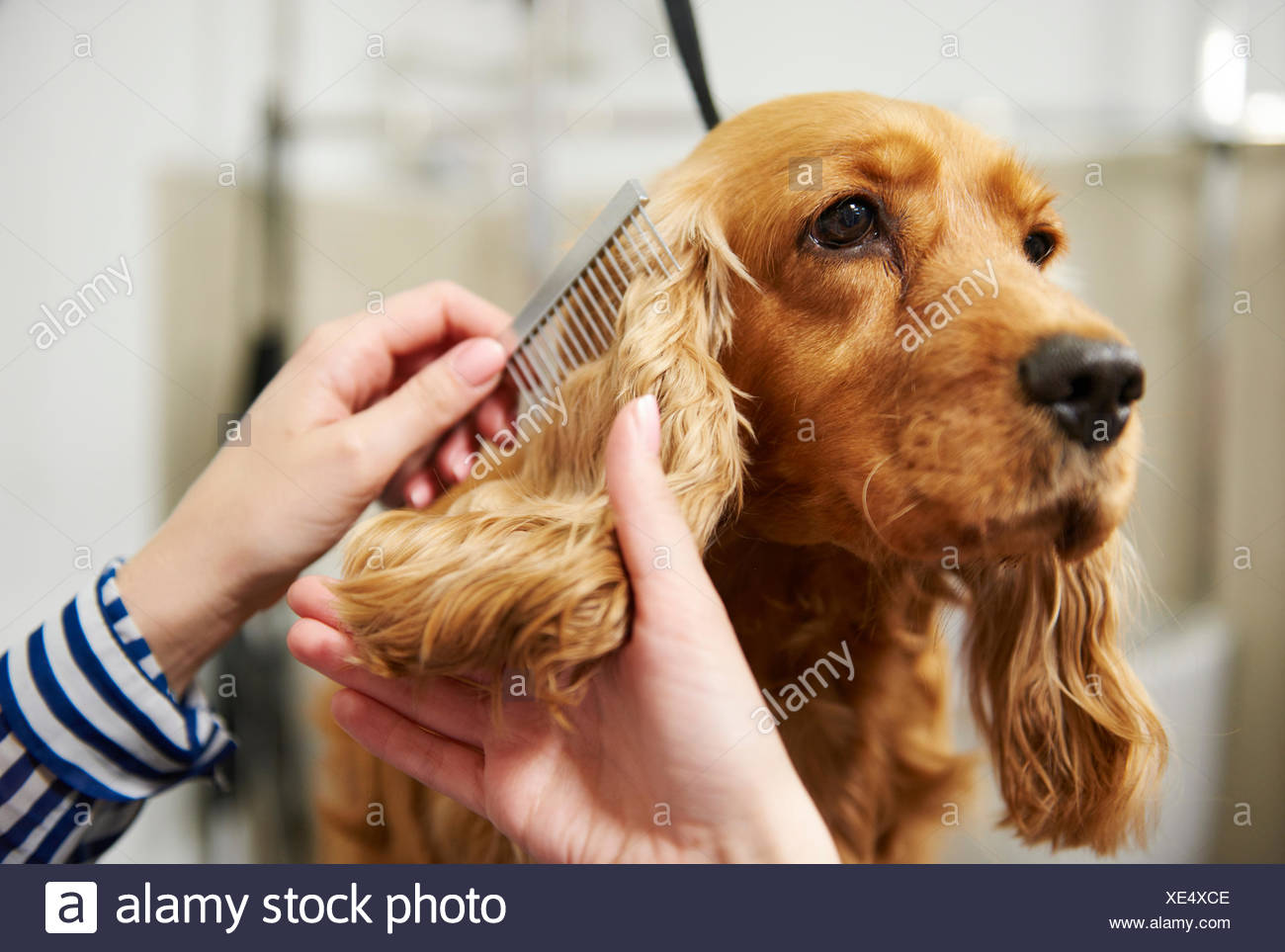 cocker spaniel ear grooming