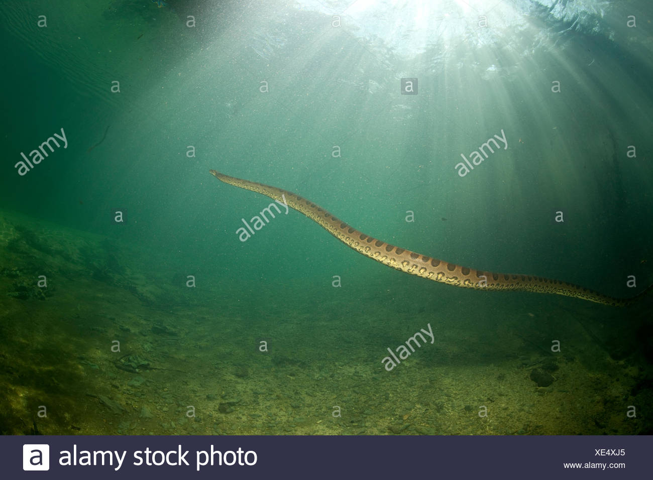 Green Anaconda High Resolution Stock Photography And Images Alamy Green Anaconda High Resolution Stock Photography And Images Alamy