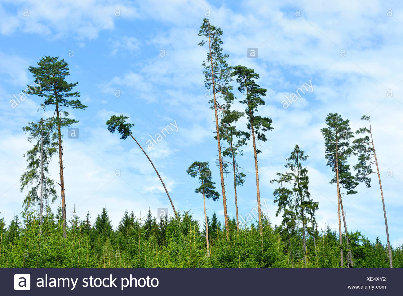 scotch-pine-scots-pine-pinus-sylvestris-