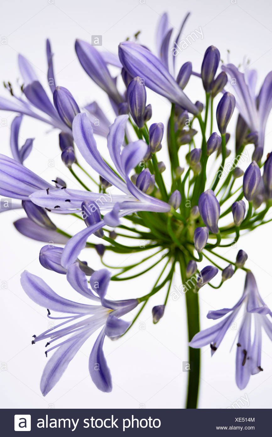 South African Bulb Stock Photos & South African Bulb Stock Images Alamy