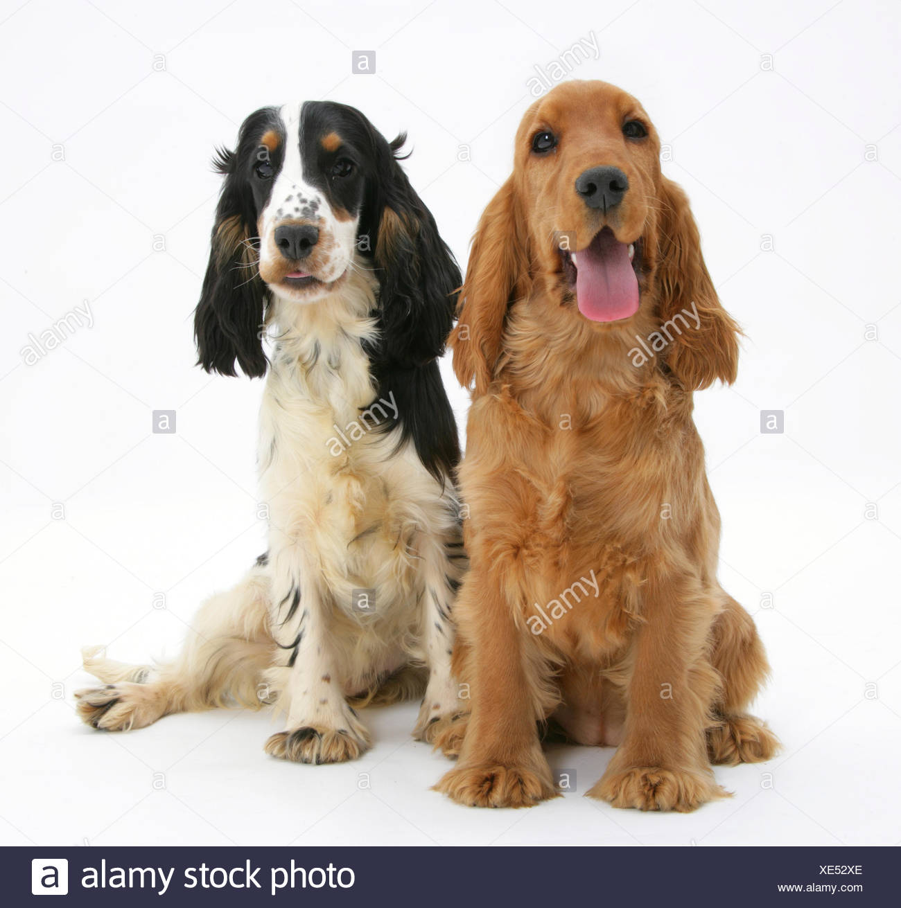 tricolor english cocker spaniel