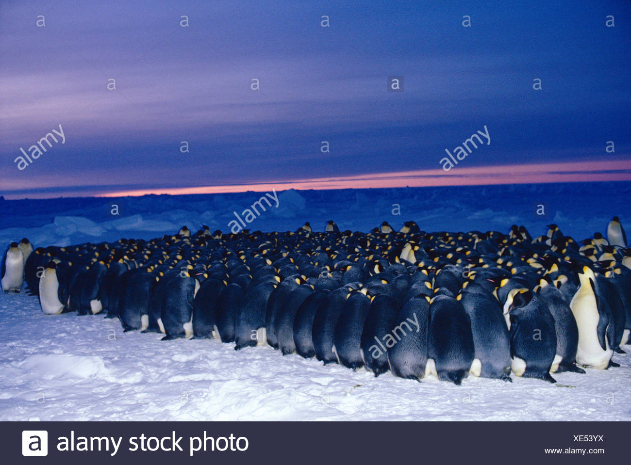 Emperor Penguin Huddle Stock Photos & Emperor Penguin Huddle Stock