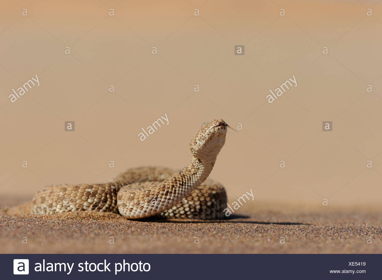 Sidewinding Adder High Resolution Stock Photography and Images - Alamy