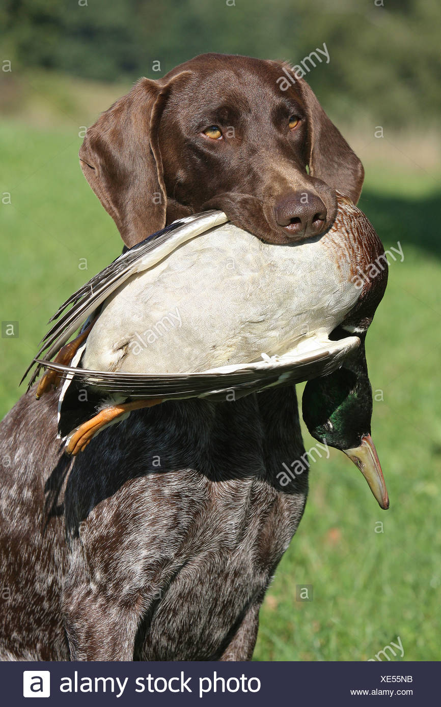 German Shorthaired Pointer Dog With Prey Stock Photo 284085351