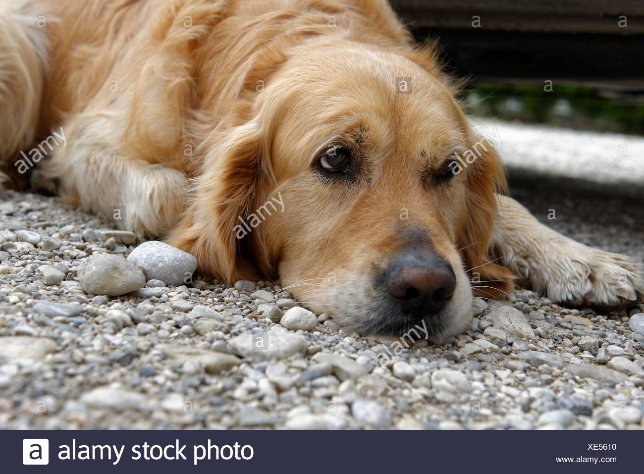 Tired Dog Golden Retriever Sad Puppy Dog Eyes Upper Bavaria