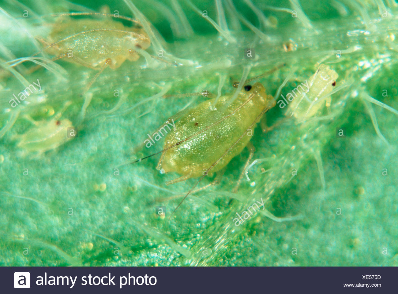 Myzus Persicae Stock Photos & Myzus Persicae Stock Images - Alamy
