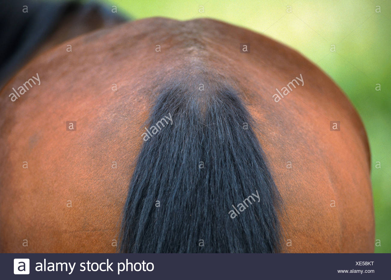 Horse Bum High Resolution Stock Photography and Images Alamy