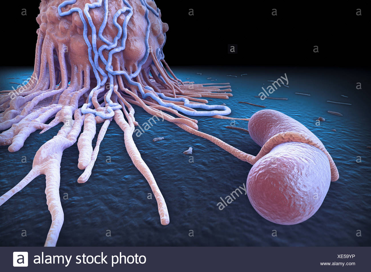 A Close Up Macrophage Cell Bacteria Macrophages Are Phagocytes Their Function Is Involved In Both Innate Immunity As Well As Stock Photo Alamy