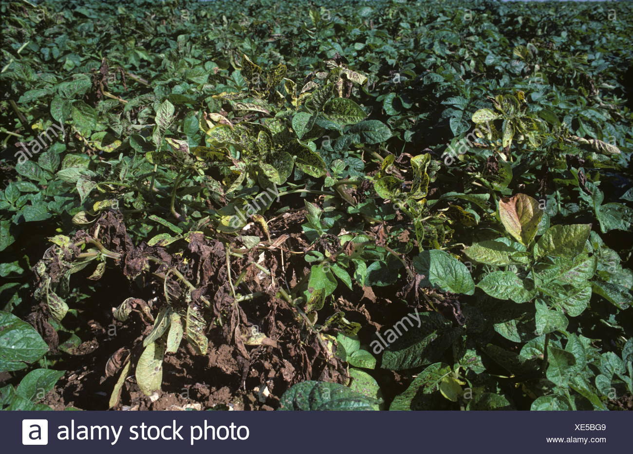 Potato Plants Plants High Resolution Stock Photography and Images Alamy