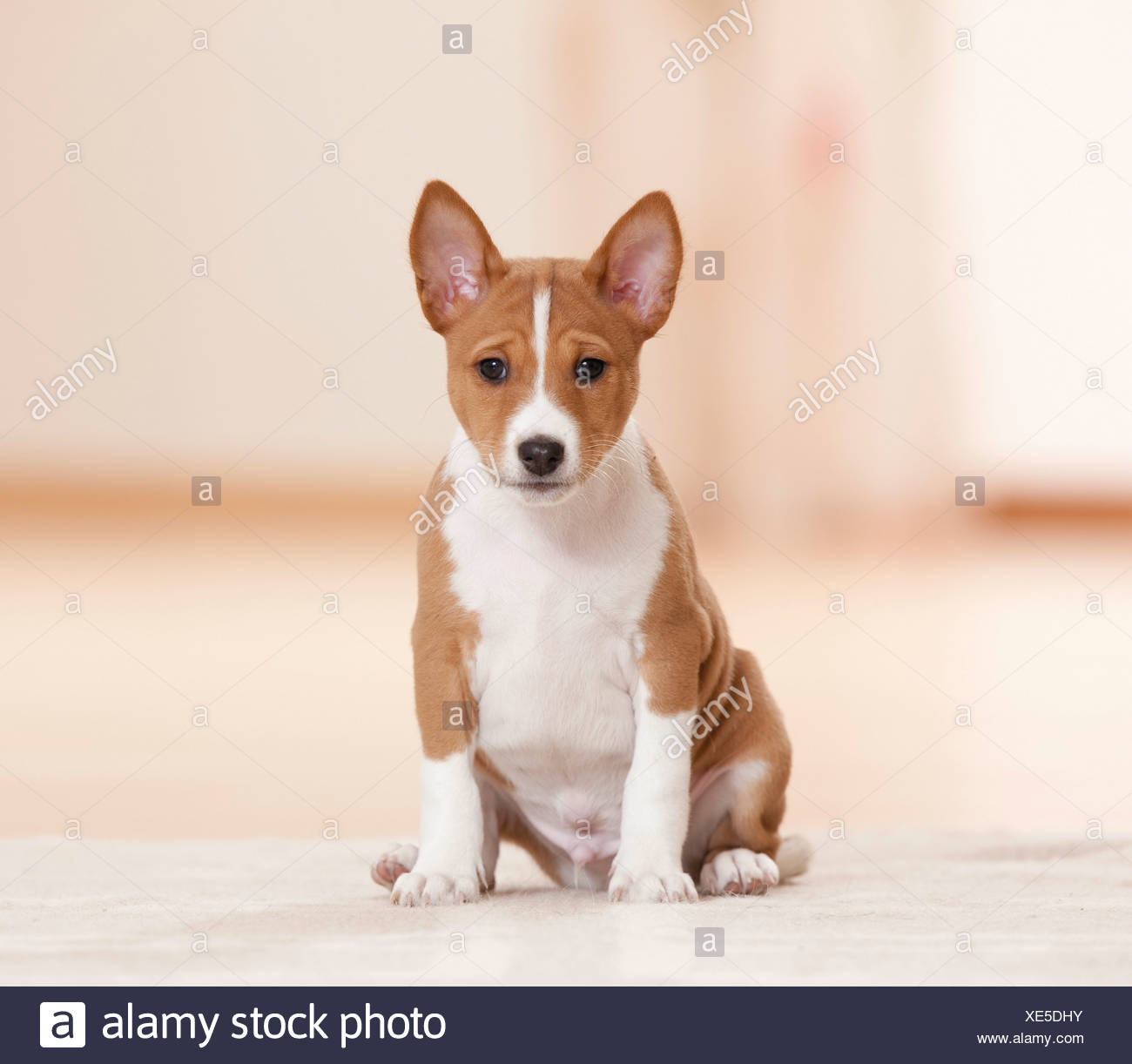 basenji cachorro