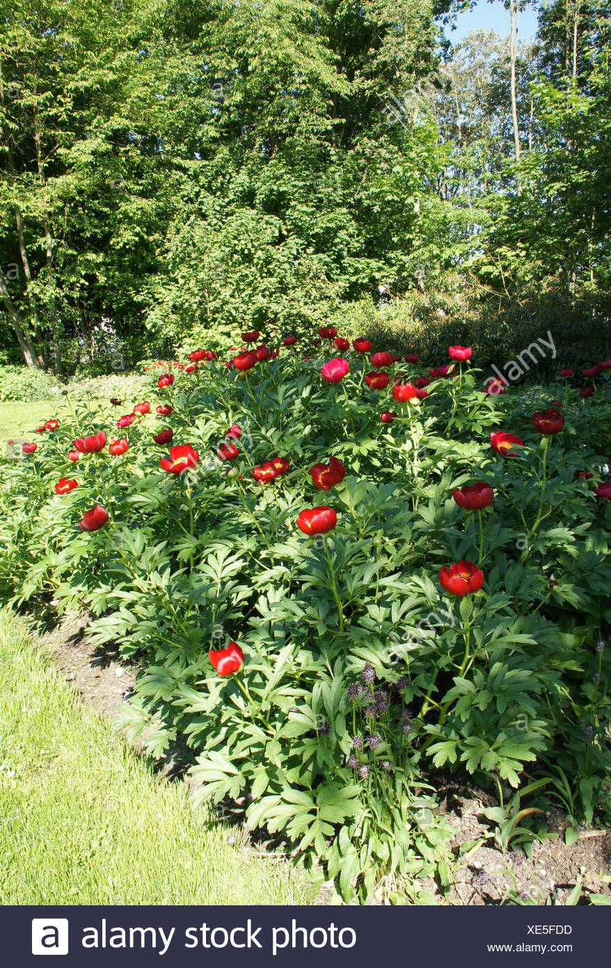 Peony Stock Photo