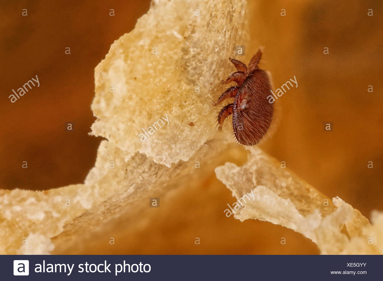Brood Disease High Resolution Stock Photography and Images - Alamy