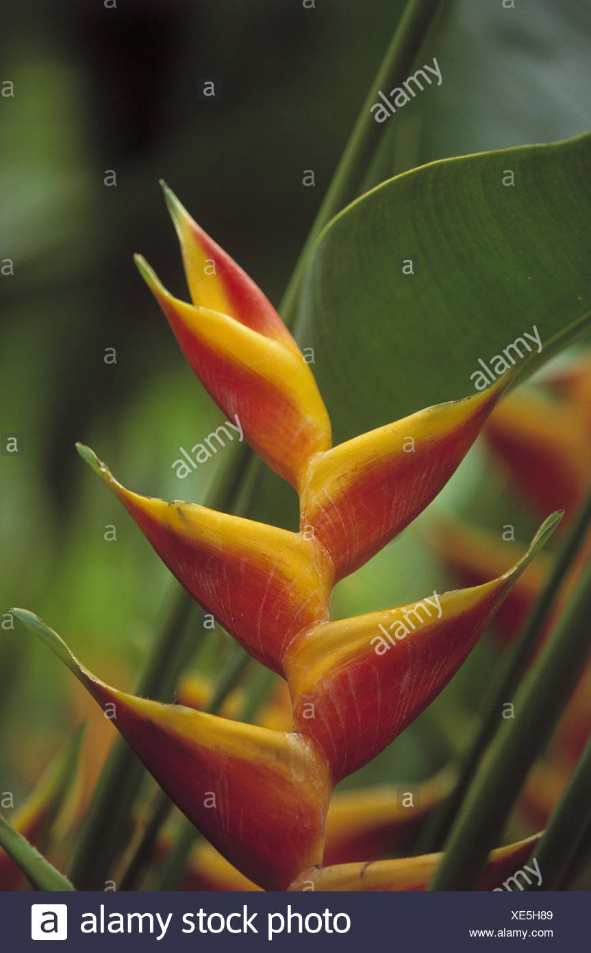 Orchideenplantage High Resolution Stock Photography and Images Alamy