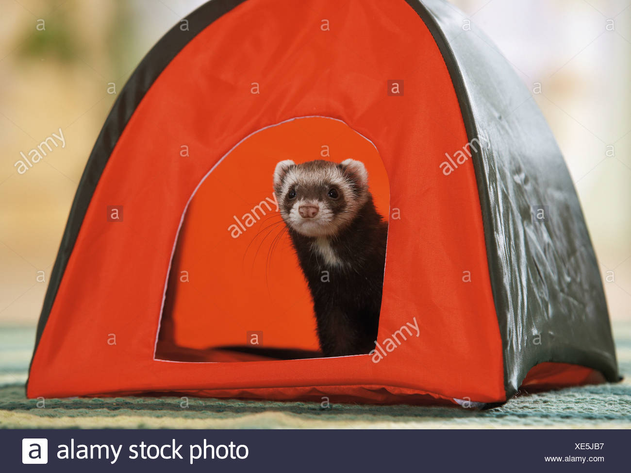 ferret tent