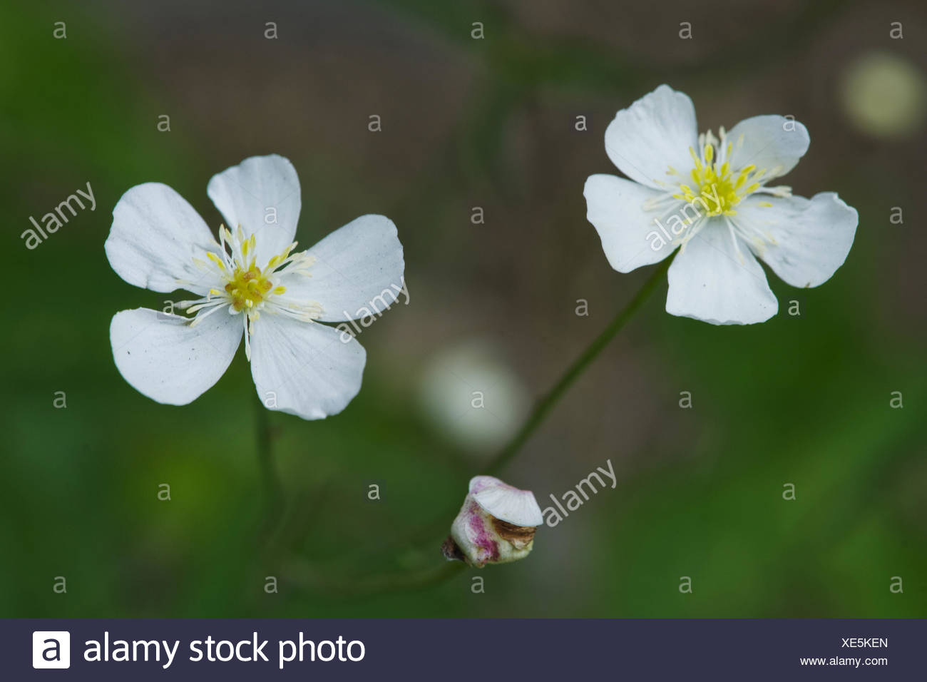 Ranunculus